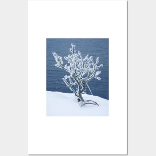 Small frosty tree at the lake Posters and Art